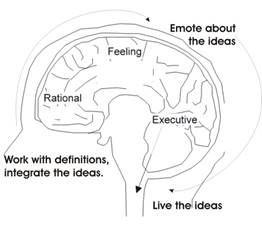 Description: brain three parts