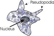 Description: pseudopodia.jpg