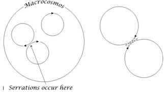 Description: macrocosmos serrations
